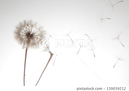 dandelion seeds fly from a flower on a light background. botany and bloom growth propagation. 130039212