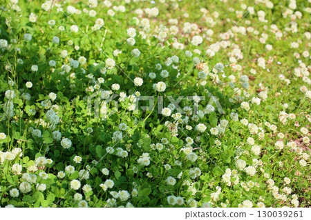 清爽的白三葉草花 清爽的白三葉草花 130039261