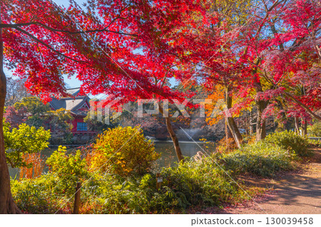 Autumn scenery at Inokashira Park (Kichijoji, Tokyo) Autumn scenery at Inokashira Park (Kichijoji, Tokyo) 130039458