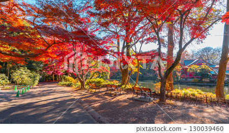 井之頭公園的秋景（東京吉祥寺） 130039460