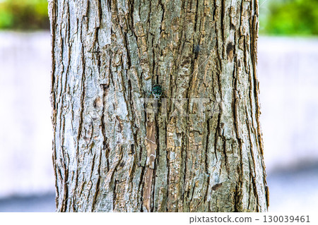 日本橫濱城市景觀：夏末…初秋（7日）已過，酷暑仍在繼續…蟬鳴（8月22日） 130039461