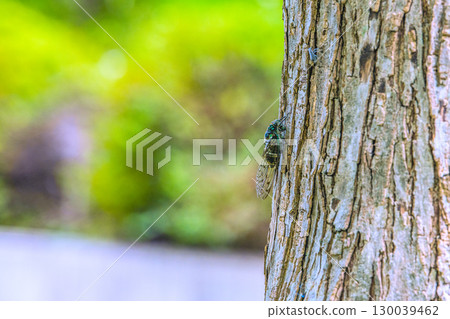 Yokohama cityscape in Japan: The end of summer... The beginning of autumn (7th) has passed, but the intense heat continues... Cicadas (August 22nd) Yokohama cityscape in Japan: The end of summer... The beginning of autumn (7th) has passed, but the intense heat continues... Cicadas (August 22nd) 130039462