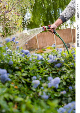 Male hand with hose and water jet watering the garden 130039536