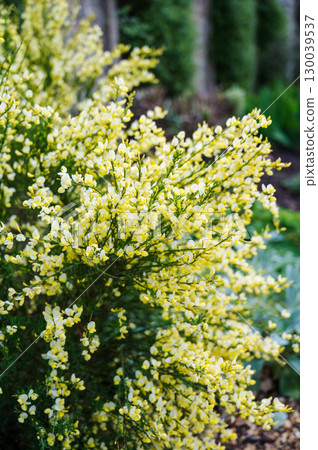 Blooming yellow flowers of Cytisus scoparius, Scotch broom 130039537