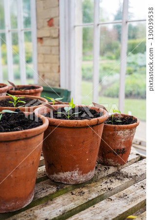 Young seedlings, grown from seeds in pot. Baby plants seedling in green house. 130039538