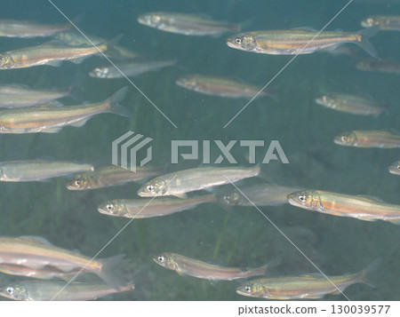 A school of sweetfish in Lake Motosu 130039577