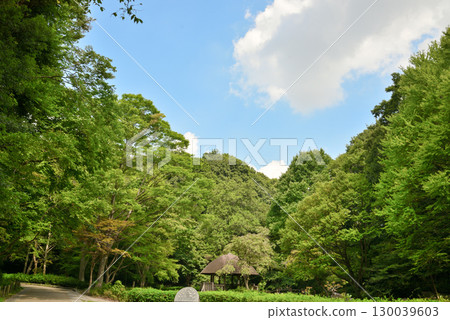Summer Rinshi no Mori Park 130039603