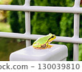 Bright green tree frogs: cute little creatures that represent the summer and rainy season 130039810