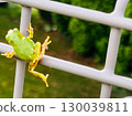 Bright green tree frogs: cute little creatures that represent the summer and rainy season 130039811