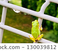 Bright green tree frogs: cute little creatures that represent the summer and rainy season 130039812