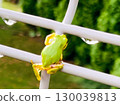 Bright green tree frogs: cute little creatures that represent the summer and rainy season 130039813