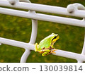 Bright green tree frogs: cute little creatures that represent the summer and rainy season 130039814