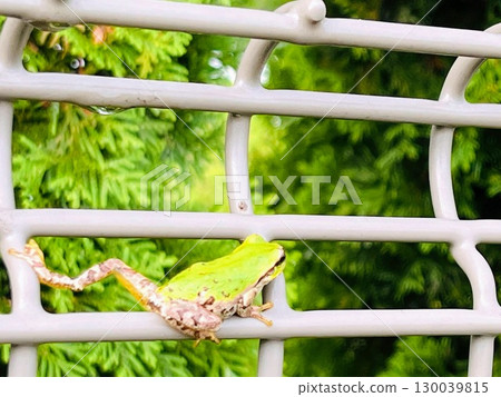 Bright green tree frogs: cute little creatures that represent the summer and rainy season Bright green tree frogs: cute little creatures that represent the summer and rainy season 130039815