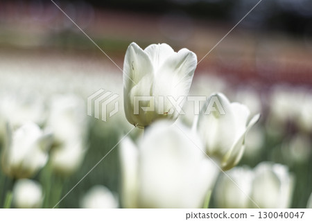 白色鬱金香 130040047
