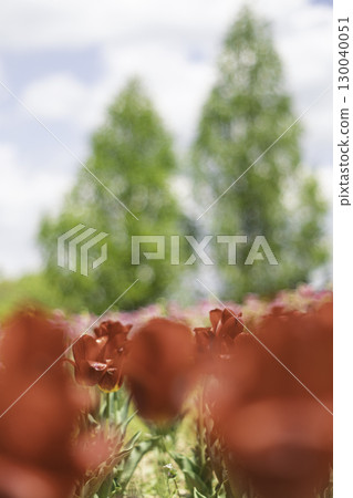 紅色鬱金香 130040051