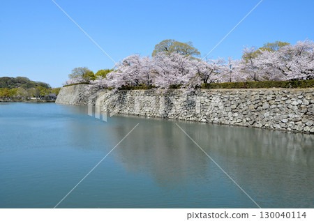 姬路城美麗的護城河與春天盛開的櫻花 130040114