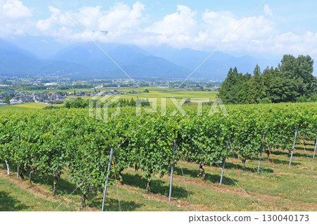 A wine vineyard overlooking Azumino in August A wine vineyard overlooking Azumino in August 130040173