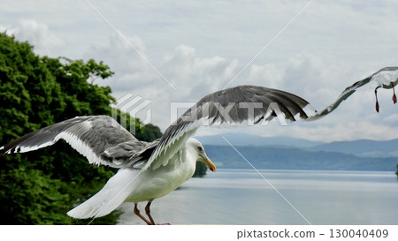 Flying seagulls and food 130040409