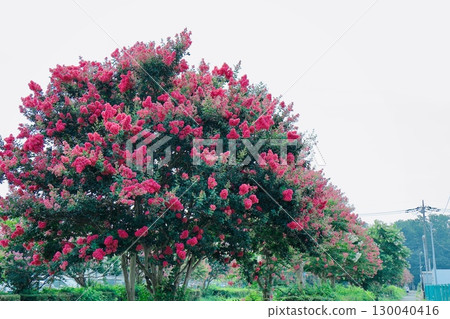 大紫薇樹 130040416