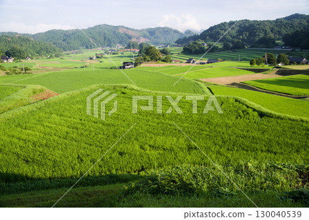 From the terraced rice terraces: Connecting the rice terrace heritage of Hiwa Mikawachi in summer, Hiwacho, Shobara City, Hiroshima Prefecture 130040539