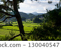 Between the pine trees: Hiwa Mikawa's rice terrace heritage, summertime, Hiwacho, Shobara City, Hiroshima Prefecture 130040547