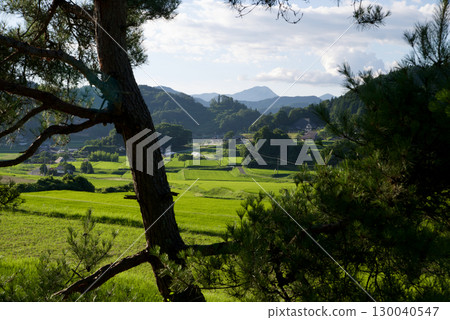 Between the pine trees: Hiwa Mikawa's rice terrace heritage, summertime, Hiwacho, Shobara City, Hiroshima Prefecture 130040547