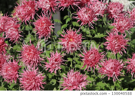 江戶菊花盛開，菊花，觀賞花卉 130040588