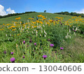 Summer mountain grassland, Mt. Azuma, Hiwacho, Shobara City, Hiroshima Prefecture, Japanese lantern plant, Japanese thistle, Japanese thistle 130040606
