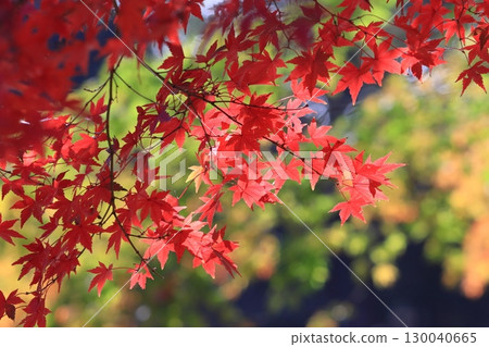 Bright red maple leaves, autumn leaves Bright red maple leaves, autumn leaves 130040665