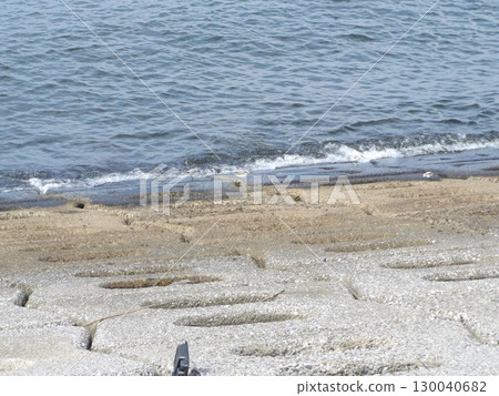 Sandpiper is absorbed in its morning meal 130040682