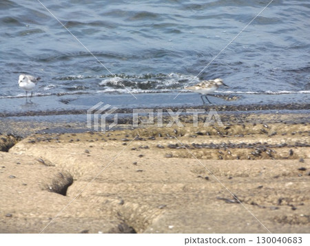 Sandpiper is absorbed in its morning meal Sandpiper is absorbed in its morning meal 130040683