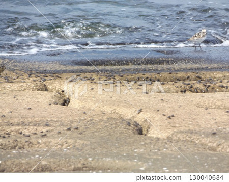 Sandpiper is absorbed in its morning meal Sandpiper is absorbed in its morning meal 130040684