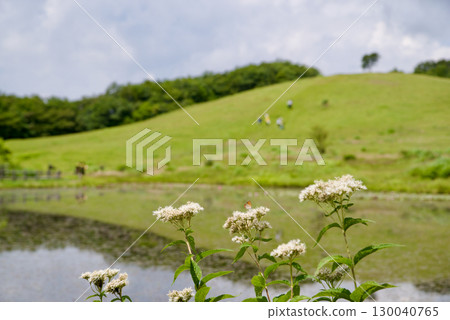 Mt. Azuma, Summer Grassland, Hill, Pond, Four-Leafed Brown-eared Bulbul, Hiking Scenery Mt. Azuma, Summer Grassland, Hill, Pond, Four-Leafed Brown-eared Bulbul, Hiking Scenery 130040765