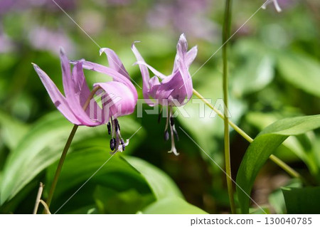 Dogtooth violets blooming in spring 130040785
