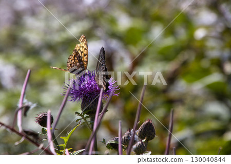 Summer at Yashima Marsh (Yashimagahara Marsh) - Thistles and fritillary butterflies, Shimosuwa Town, Nagano Prefecture Summer at Yashima Marsh (Yashimagahara Marsh) - Thistles and fritillary butterflies, Shimosuwa Town, Nagano Prefecture 130040844
