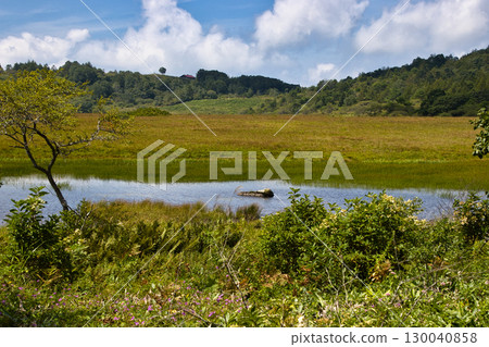 Summer at Yashima Marsh (Yashimagahara Marsh), Kamagaike Pond, Shimo-Suwa Town, Nagano Prefecture 130040858
