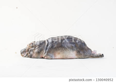 hippopotamus on isolated background 130040952