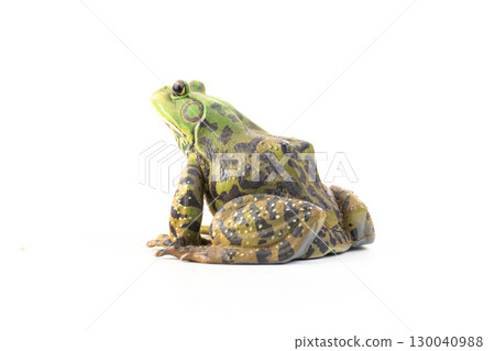 frog on isolated background frog on isolated background 130040988
