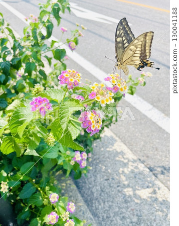 Flowers and butterflies Flowers and butterflies 130041188