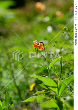 汽車百合 汽車百合 130041276