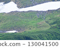 Wild blackfin and black bear 130041500