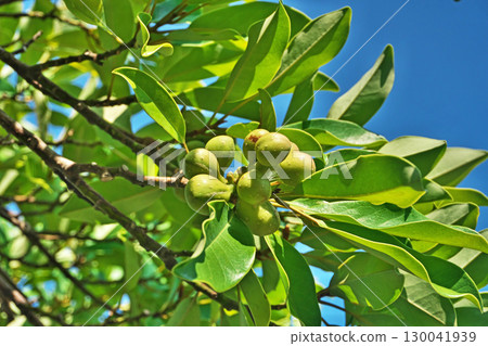 Still green fruit of the oatmeal tree (summer, August) 130041939