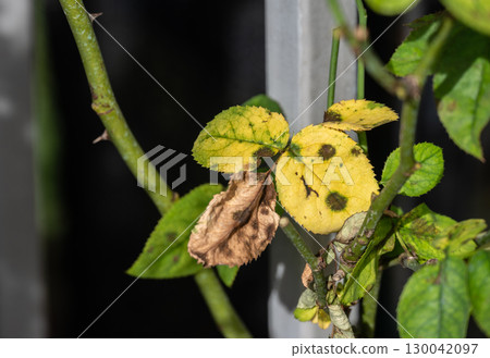 Black spot occurs on yellow rose leaves. Black spot is a fungal disease (Diplocarpon rosae) that affects roses. 130042097