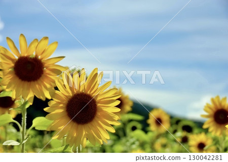 Sunflowers, mountains, and blue skies, Usu District, Hokkaido Sunflowers, mountains, and blue skies, Usu District, Hokkaido 130042281