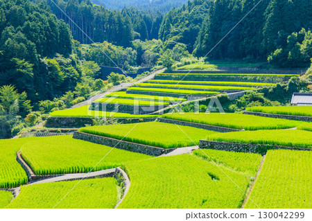 Summer rice terraces in the Take area, Asakura District, Fukuoka Prefecture Summer rice terraces in the Take area, Asakura District, Fukuoka Prefecture 130042299