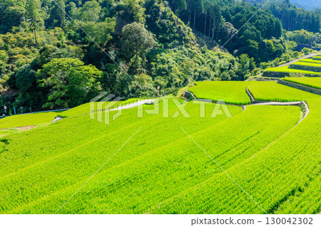 Summer rice terraces in the Take area, Asakura District, Fukuoka Prefecture 130042302