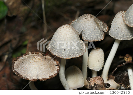 A close-up of a maturing Coprinus capita colony (outdoor field fungi and mushroom macro photography) A close-up of a maturing Coprinus capita colony (outdoor field fungi and mushroom macro photography) 130042550