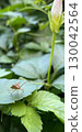 Dayglory and stink bugs 130042564