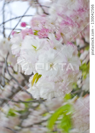The flowers of Satozakura in the park are in full bloom. The scientific name is Prunus serrulata. 130042566