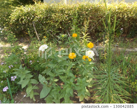 小島花卉協會花園裡的百日菊 小島花卉協會花園裡的百日菊 130042885